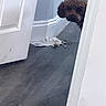 dog, curly_hair, door, floor, paper, indoor, peeking, white_wall, blue_wall, trim, mischief, animal, pet, wooden_floor, light, shadow, doorframe, quiet, curiosity, home