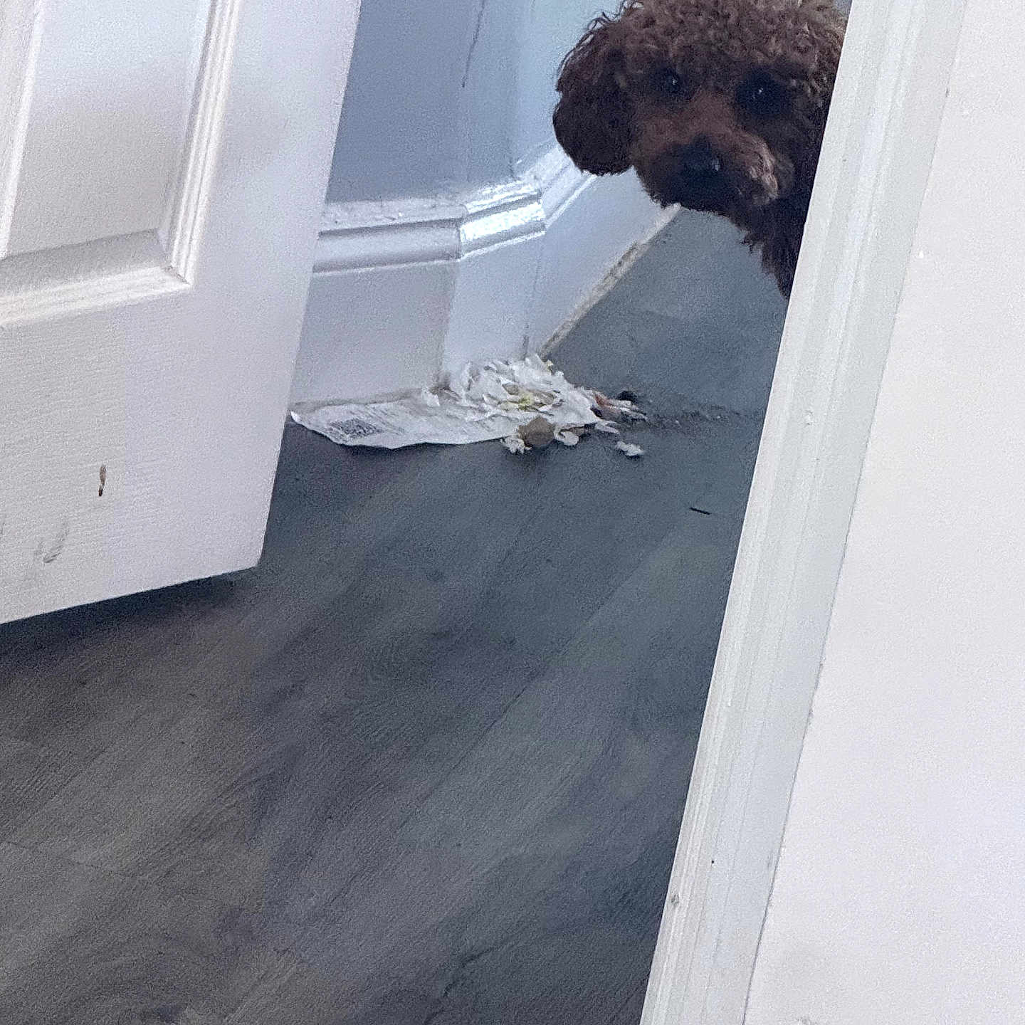 Coco joined the competition — help win amazing prizes! dog, curly_hair, door, floor, paper, indoor, peeking, white_wall, blue_wall, trim, mischief, animal, pet, wooden_floor, light, shadow, doorframe, quiet, curiosity, home