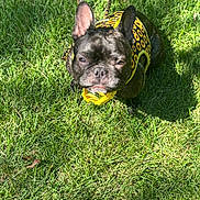 Chanel joined the competition — help win amazing prizes! dog, black_dog, french_bulldog, harness, yellow_harness, sunflower_pattern, grass, outdoor, pet, leash, sunlight, sitting, animal, cute, small_dog, summer, nature, close_up, daylight, portrait