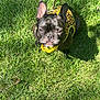 dog, black_dog, french_bulldog, harness, yellow_harness, sunflower_pattern, grass, outdoor, pet, leash, sunlight, sitting, animal, cute, small_dog, summer, nature, close_up, daylight, portrait