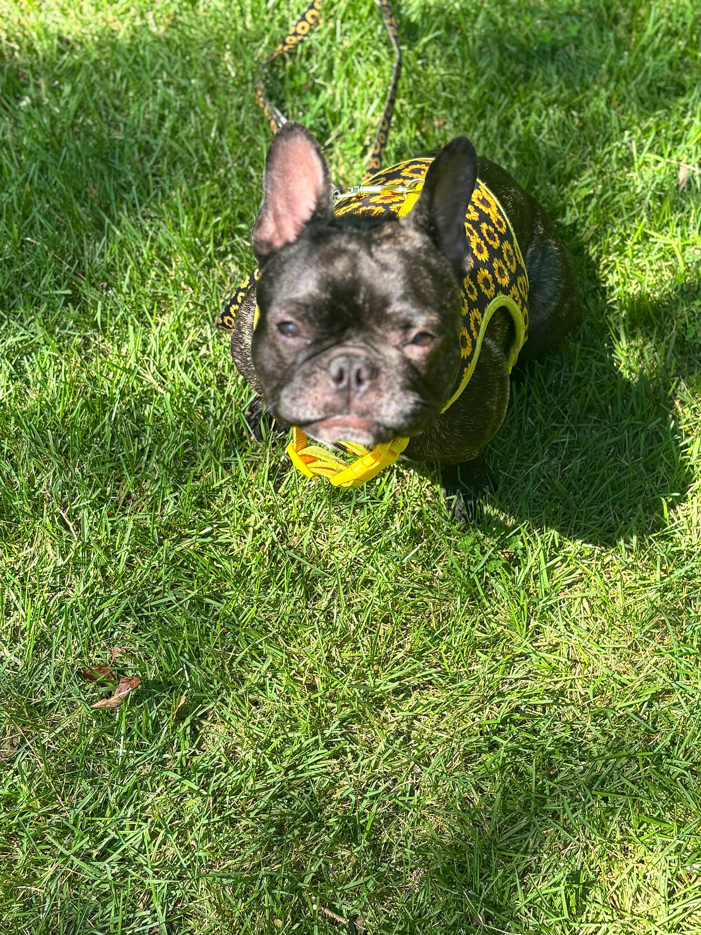 Chanel joined the competition — help win amazing prizes! dog, black_dog, french_bulldog, harness, yellow_harness, sunflower_pattern, grass, outdoor, pet, leash, sunlight, sitting, animal, cute, small_dog, summer, nature, close_up, daylight, portrait