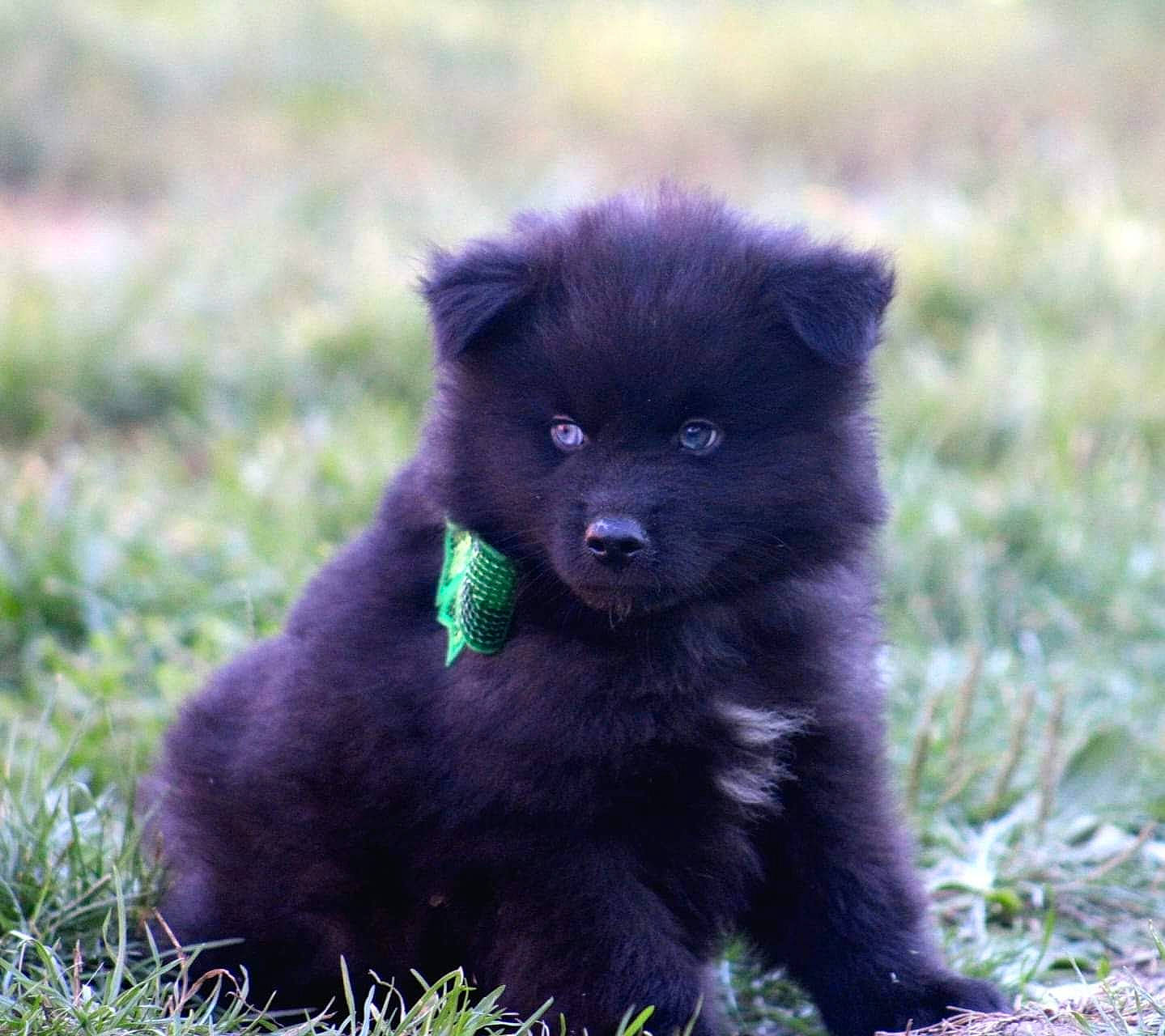 Léo participe au concours pour gagner de l'argent avec cette photo : canidae, carnivore, companion_dog, dog, dog_breed, fur, german_spitz_mittel, grass, non_sporting_group, snout, sporting_group, terrestrial_animal, wildlife, working_animal, working_dog