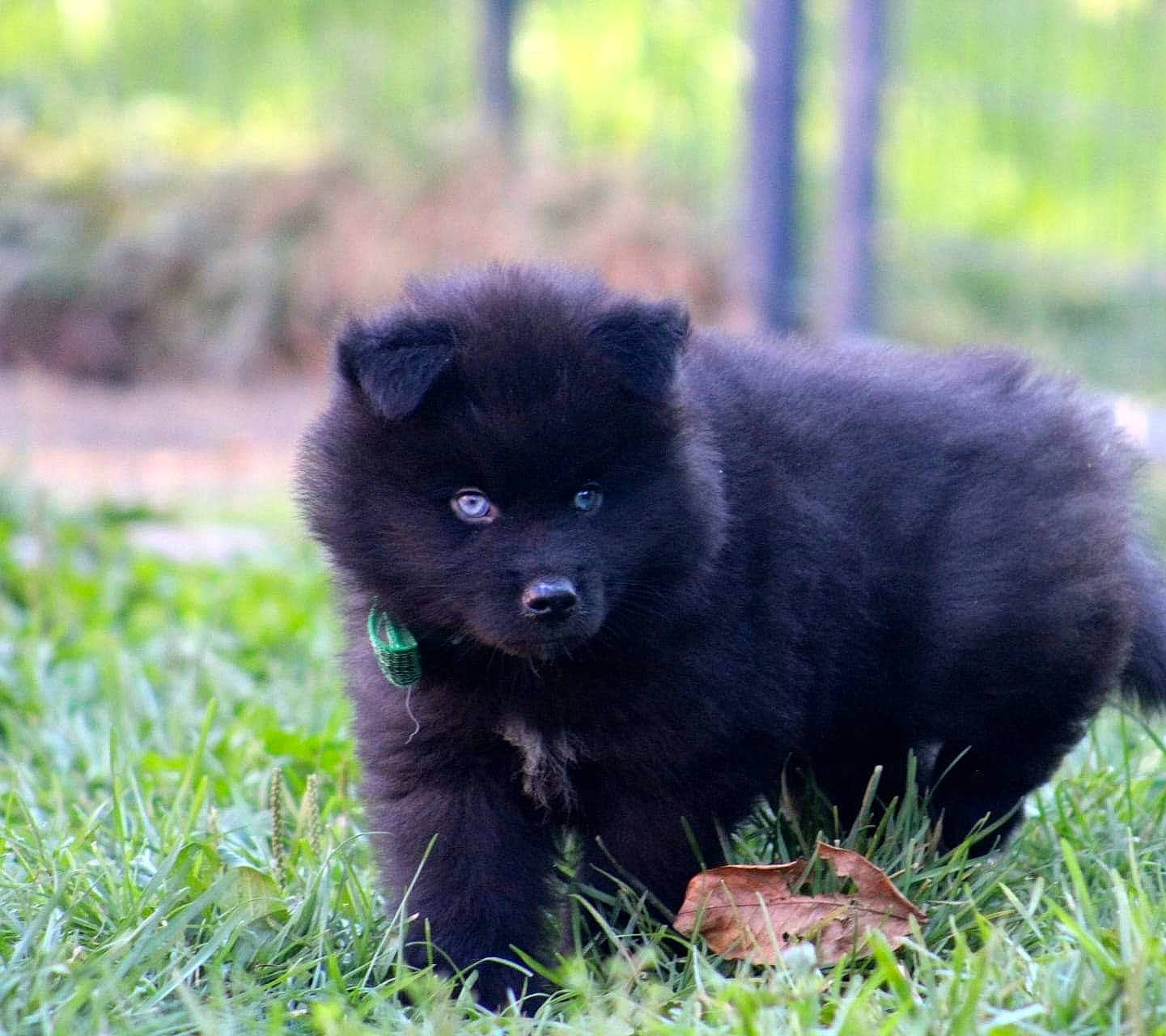 Léo participe au concours pour gagner de l'argent avec cette photo : canidae, carnivore, companion_dog, dog_breed, fur, grass, plant, sitting, snout, sporting_group, terrestrial_animal, wildlife