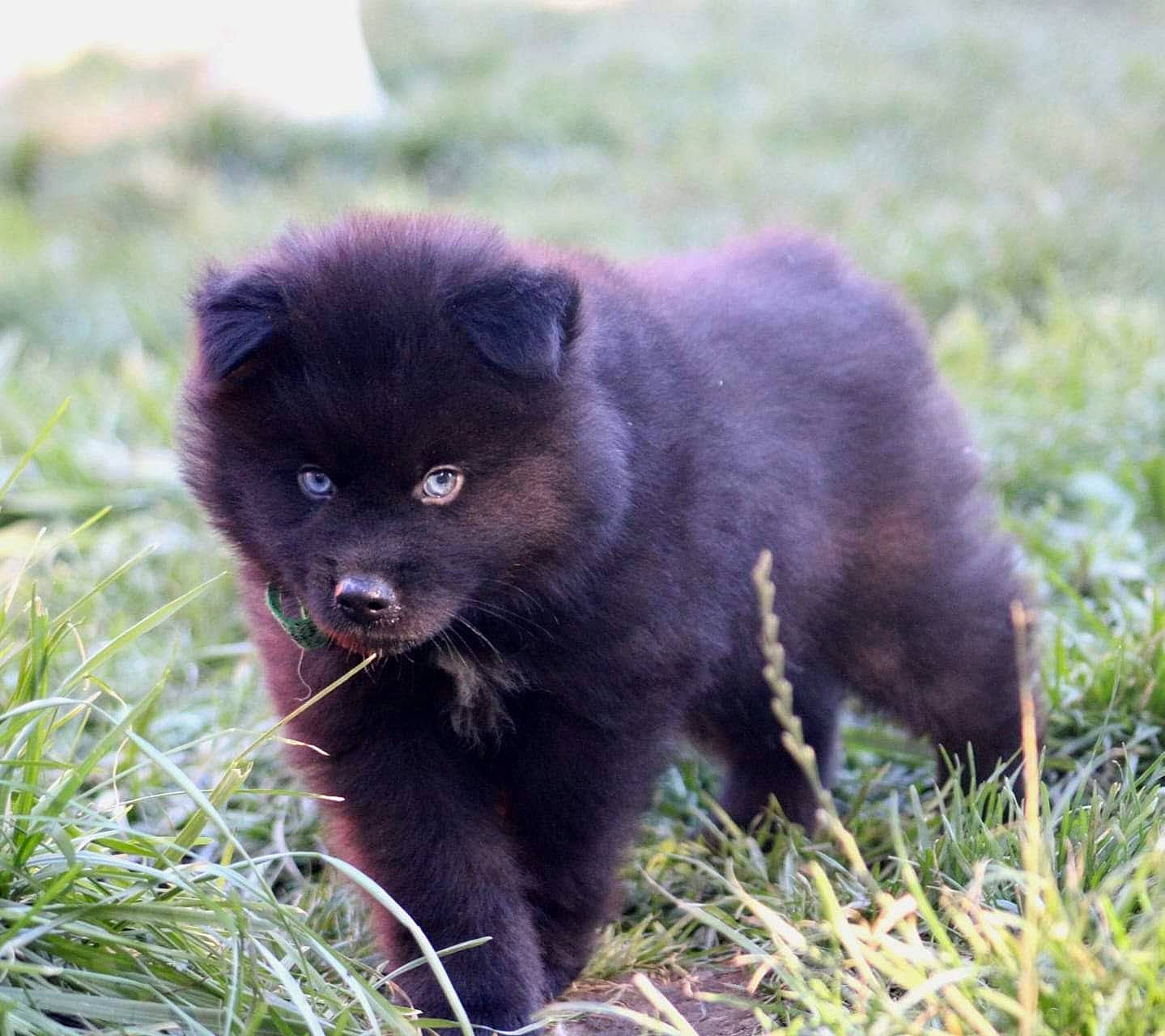Léo participe au concours pour gagner de l'argent avec cette photo : canidae, carnivore, companion_dog, dog_breed, event, fur, grass, snout, sporting_group, terrestrial_animal