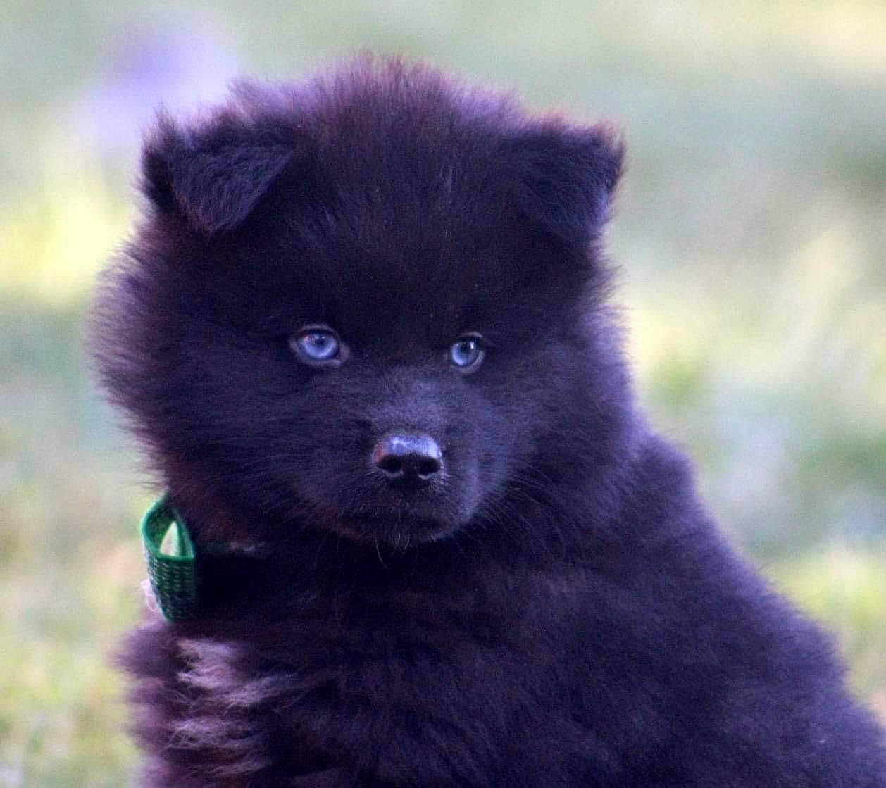 Léo a rejoint le concours — aidez-le/la à gagner de superbes lots ! ancient_dog_breeds, annual_plant, canidae, carnivore, companion_dog, dog, dog_breed, electric_blue, fur, grass, non_sporting_group, snout, sporting_group, terrestrial_animal, working_animal, working_dog