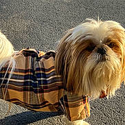 Esau is registered to the contest to win money with this photo: animal, asphalt, canine, cute, daylight, dog, ears, face, fashion, fluffy, fur, outdoor, pet, pet_clothing, plaid_jacket, small_dog, standing, sunlight, tail, walking