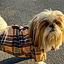 animal, asphalt, canine, cute, daylight, dog, ears, face, fashion, fluffy, fur, outdoor, pet, pet_clothing, plaid_jacket, small_dog, standing, sunlight, tail, walking