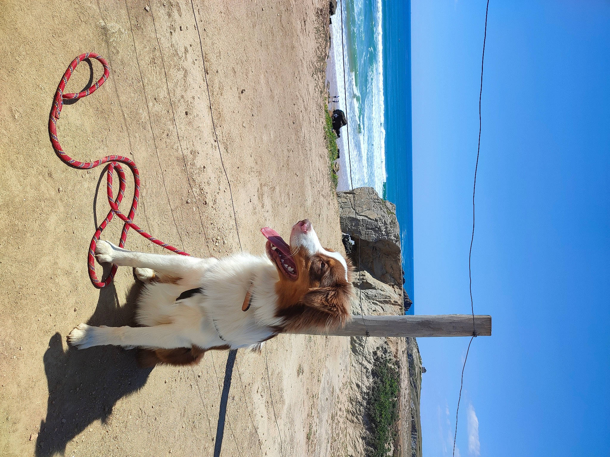 Rocky a rejoint le concours — aidez-le/la à gagner de superbes lots ! beach, carnivore, collar, dog, dog_breed, door, electrical_supply, fawn, fun, landscape, leash, leisure, plant, sky, sporting_group, tree, wall, water, window, wood