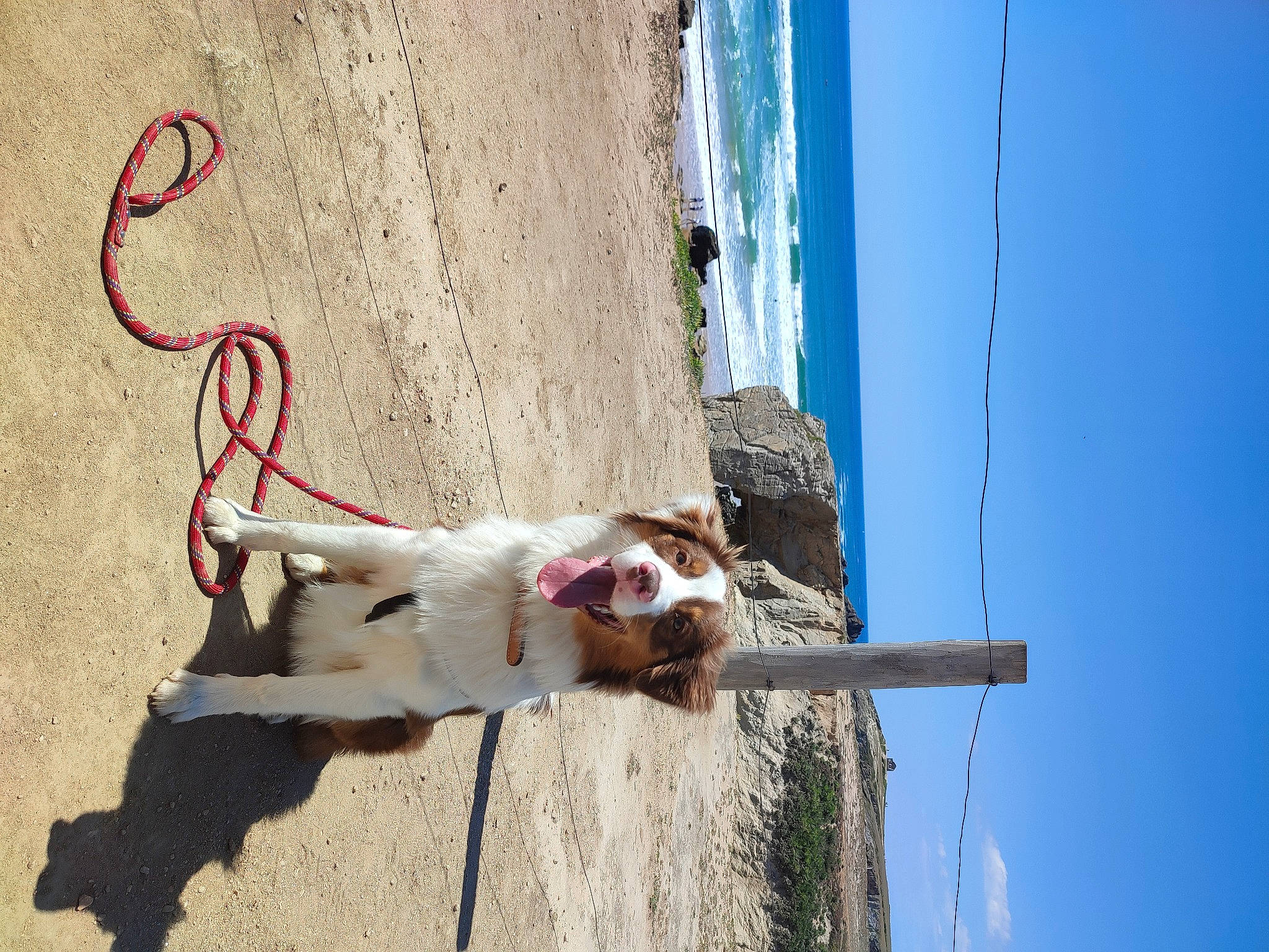 Rocky a rejoint le concours — aidez-le/la à gagner de superbes lots ! carnivore, collar, dog, dog_breed, electrical_supply, electrical_wiring, eyewear, fawn, fun, landscape, leash, pet_supply, sky, smile, sporting_group, water, wire, wood