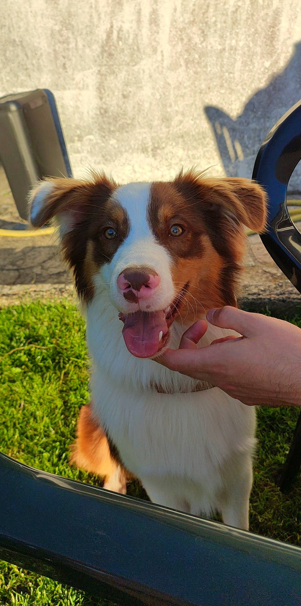 Rocky a rejoint le concours — aidez-le/la à gagner de superbes lots ! australian_shepherd, border_collie, canidae, carnivore, chair, companion_dog, dog, dog_breed, door, fawn, fun, fur, grass, herding_dog, liver, plant, snout, sporting_group, whiskers, working_dog