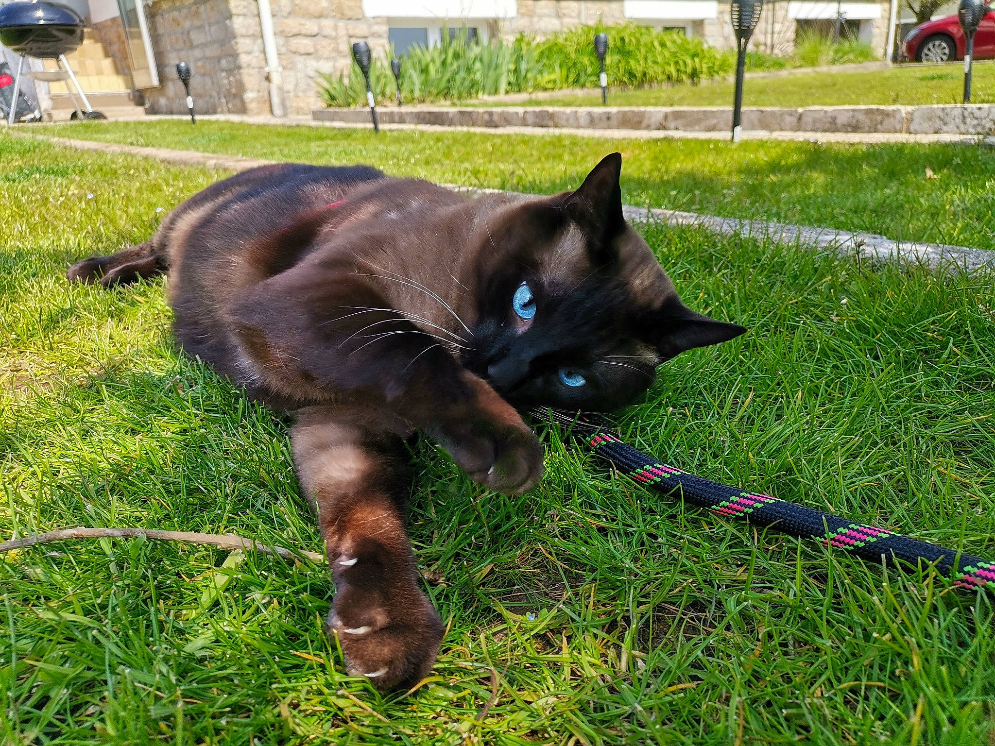 Miaouss a rejoint le concours — aidez-le/la à gagner de superbes lots ! black_cat, bombay, carnivore, cat, dog_breed, domestic_short_haired_cat, fawn, felidae, fur, grass, groundcover, lawn, plant, small_to_medium_sized_cats, snout, tail, tire, tree, wheel, whiskers