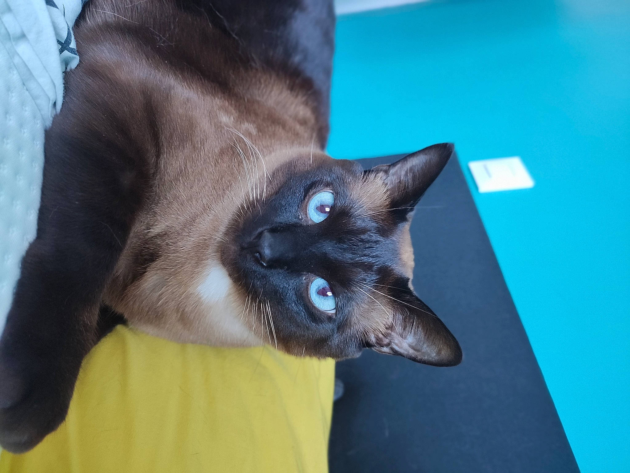 Miaouss participe au concours pour gagner de l'argent avec cette photo : balinese, carnivore, cat, claw, domestic_short_haired_cat, electric_blue, fawn, felidae, fur, iris, siamese, small_to_medium_sized_cats, snout, thai, whiskers