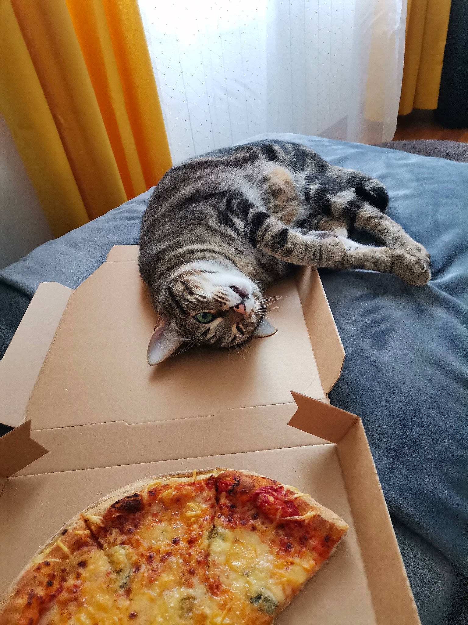 Oliver a rejoint le concours — aidez-le/la à gagner de superbes lots ! california_style_pizza, carnivore, cat, cheese, cuisine, dish, fast_food, felidae, food, ingredient, junk_food, pizza, pizza_cheese, plate, recipe, snout, table, tableware, tail, whiskers