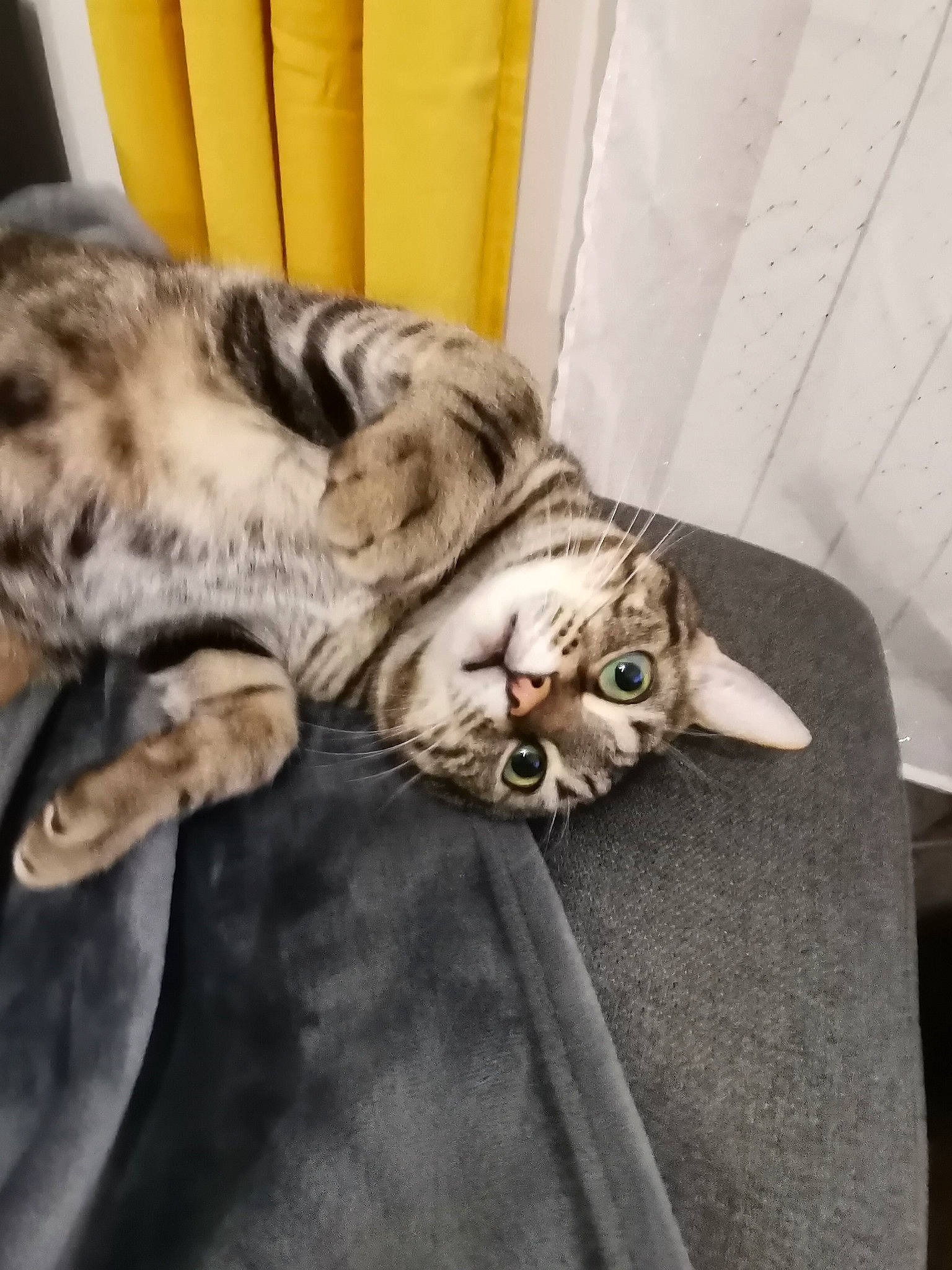 Oliver a rejoint le concours — aidez-le/la à gagner de superbes lots ! carnivore, cat, claw, comfort, domestic_short_haired_cat, felidae, fur, grey, metal, nap, paw, sleep, small_to_medium_sized_cats, snout, tail, terrestrial_animal, whiskers