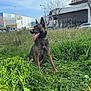 attentive, building, clouds, clover, collar, dog, grassy_field, greenery, happy, outdoor, panting, parked_cars, pet, sitting, sky, tongue_out, tree, upright_ears, urban_background, yellow_flowers