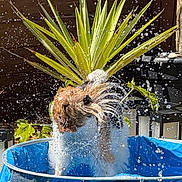 Wilson is registered to the contest to win money with this photo: animal, blue_pool, cute, dog, fun, garden, green_plant, happy, leaf, nature, outdoor, pet, playing, pool, shaking, splash, summer, sunlight, water, wet