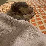 Rocky joined the competition — help win amazing prizes! animal, bed, blanket, comfort, cozy, cute, dog, fur, indoor, nap, orange, pattern, peaceful, pet, puppy, relaxation, resting, sleeping, soft, white