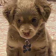 Rocky is registered to the contest to win money with this photo: puppy, dog, pet, cute, fluffy, collar, indoor, bedspread, young, animal, canine, ears, fur, sitting, adorable, tag, closeup, expression, brown, domestic