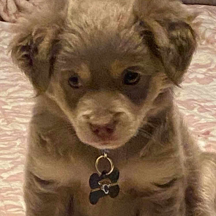 Rocky is registered to the contest to win money with this photo: adorable, animal, bedspread, brown, canine, closeup, collar, cute, dog, domestic, ears, expression, fluffy, fur, indoor, pet, puppy, sitting, tag, young