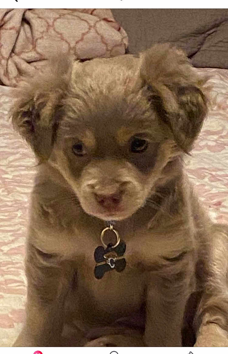 Rocky is registered to the contest to win money with this photo: puppy, dog, pet, cute, fluffy, collar, indoor, bedspread, young, animal, canine, ears, fur, sitting, adorable, tag, closeup, expression, brown, domestic