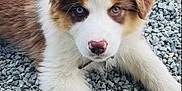 Pixel participe au concours pour gagner de l'argent avec cette photo : puppy, dog, heterochromia, blue_eye, brown_eye, bone, toy, gravel, outdoor, cute, pet, animal, fur, paw, lying_down, collar, nose, white_fur, brown_fur, close_up