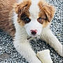 puppy, dog, heterochromia, blue_eye, brown_eye, bone, toy, gravel, outdoor, cute, pet, animal, fur, paw, lying_down, collar, nose, white_fur, brown_fur, close_up