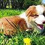 Pixel a rejoint le concours — aidez-le/la à gagner de superbes lots ! puppy, dog, grass, flower, outdoor, greenery, happy, tongue_out, blue_eyes, nature, sunny, people, legs, shoes, stroller, spring, cute, pet, animal, playful