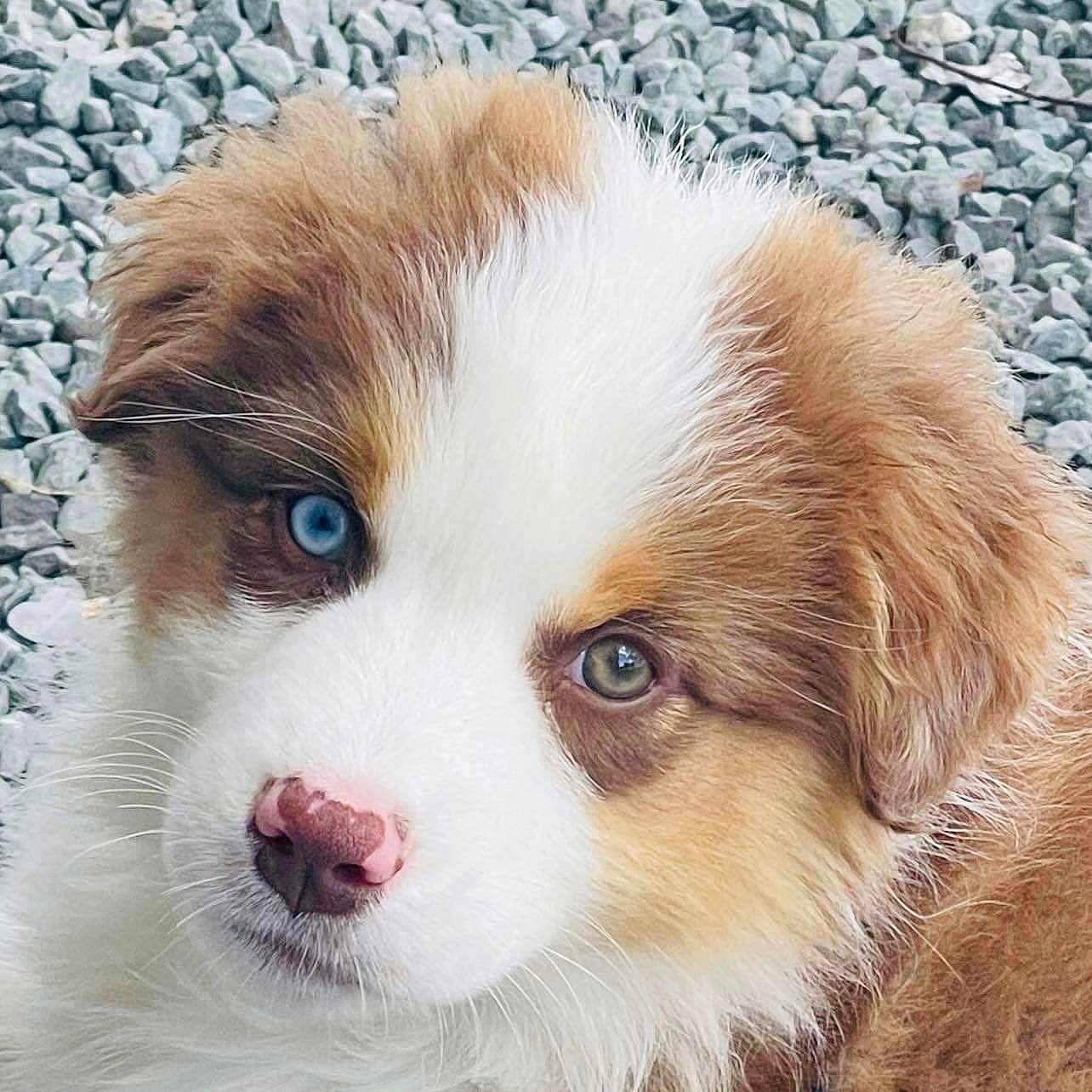 Pixel