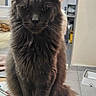 cat, gray_cat, fluffy_fur, sitting, table, indoor, pet, animal, kitchen, furniture, floor, food_bowl, domestic_cat, whiskers, ears, tail, looking, front_view, home, quiet