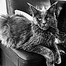 Xena participe au concours pour gagner de l'argent avec cette photo : cat, fluffy, lounging, leather_couch, black_and_white, pet, feline, fur, relaxing, indoor, animal, portrait, whiskers, ears, paws, sofa, domestic, eyes, texture, closeup