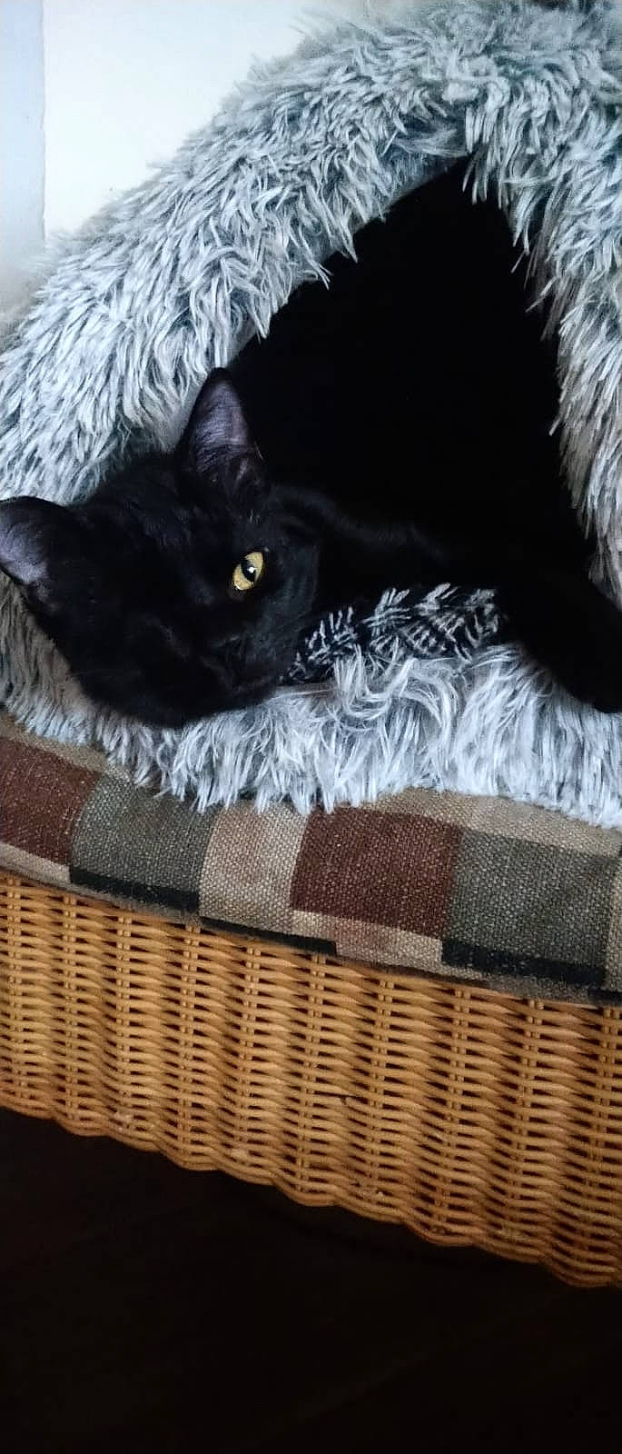 Albert participe au concours pour gagner de l'argent avec cette photo : black_cat, bombay, carnivore, cat, cat_bed, cat_supply, claw, comfort, couch, domestic_short_haired_cat, felidae, fur, grey, linens, paw, small_to_medium_sized_cats, snout, tail, whiskers, wood
