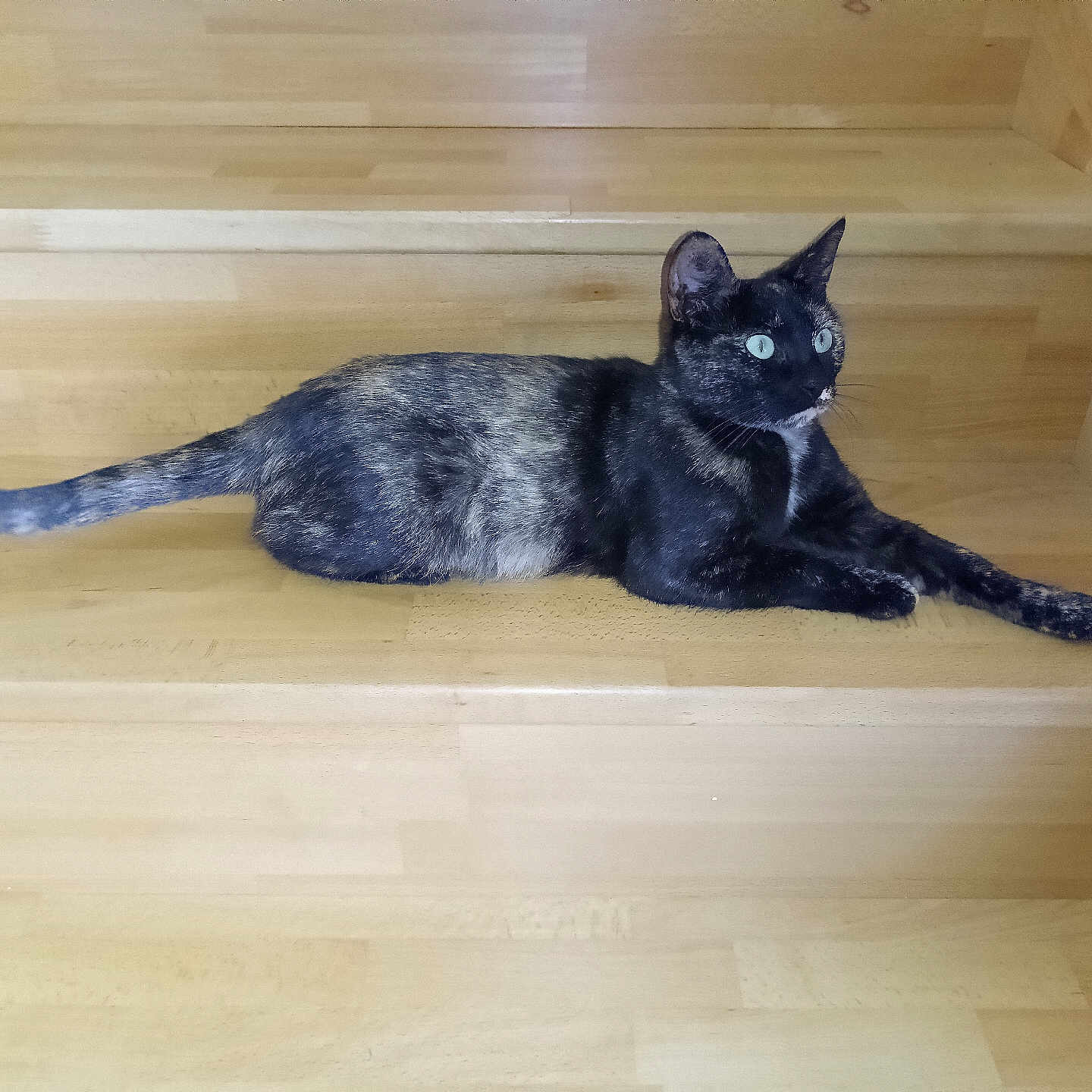 Carmela