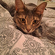 Nala a rejoint le concours — aidez-le/la à gagner de superbes lots ! cat, tabby, indoor, bedspread, pattern, close_up, curious, whiskers, ears, eyes, pet, feline, cozy, soft_light, domestic, animal, resting, comfort, focus, cute