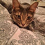 cat, tabby, indoor, bedspread, pattern, close_up, curious, whiskers, ears, eyes, pet, feline, cozy, soft_light, domestic, animal, resting, comfort, focus, cute