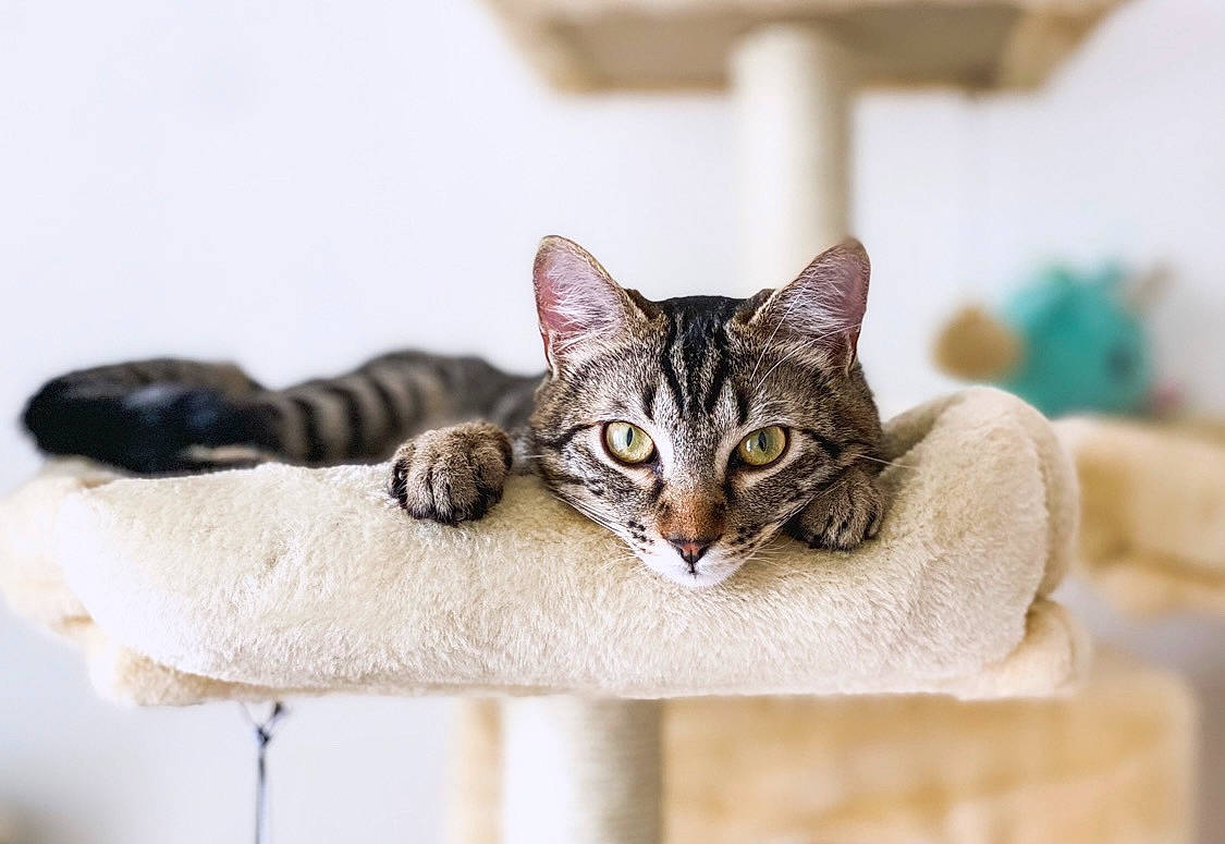 Osiris participe au concours pour gagner de l'argent avec cette photo : carnivore, cat, cat_supply, claw, comfort, domestic_short_haired_cat, felidae, fur, grass, paw, sand, sitting, small_to_medium_sized_cats, snout, tail, terrestrial_animal, whiskers, wildlife, wood