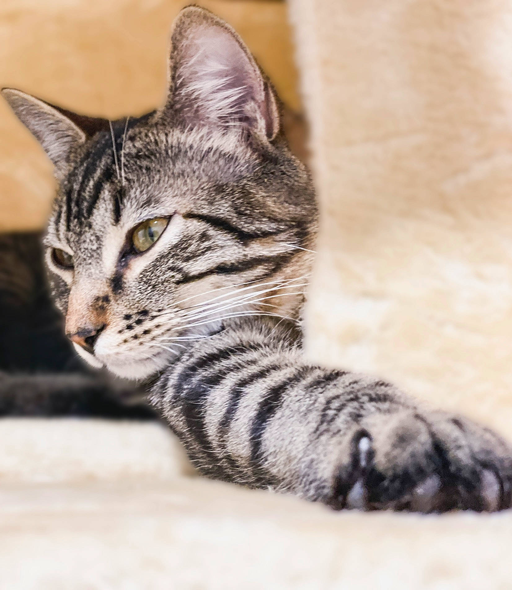 Osiris participe au concours pour gagner de l'argent avec cette photo : carnivore, cat, claw, domestic_short_haired_cat, eye, felidae, foot, fur, head, paw, sitting, small_to_medium_sized_cats, snout, tail, terrestrial_animal, tree, whiskers, wildlife, window, wood