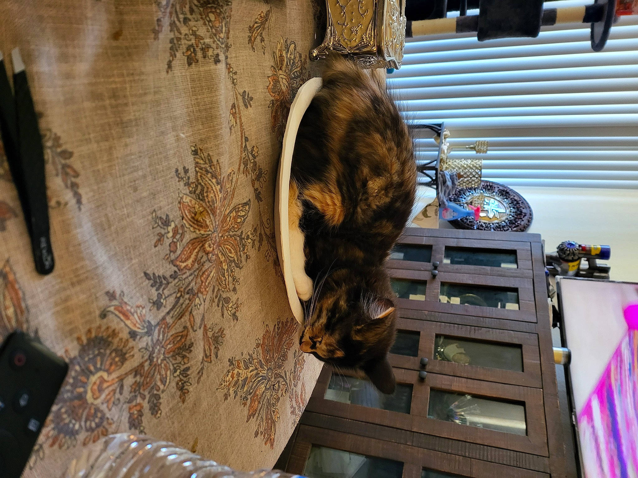 Arizona joined the competition — help win amazing prizes! art, cabinetry, door, drawer, felidae, flooring, fur, hardwood, hide, machine, metal, pattern, room, shelf, shelving, textile, visual_arts, wood