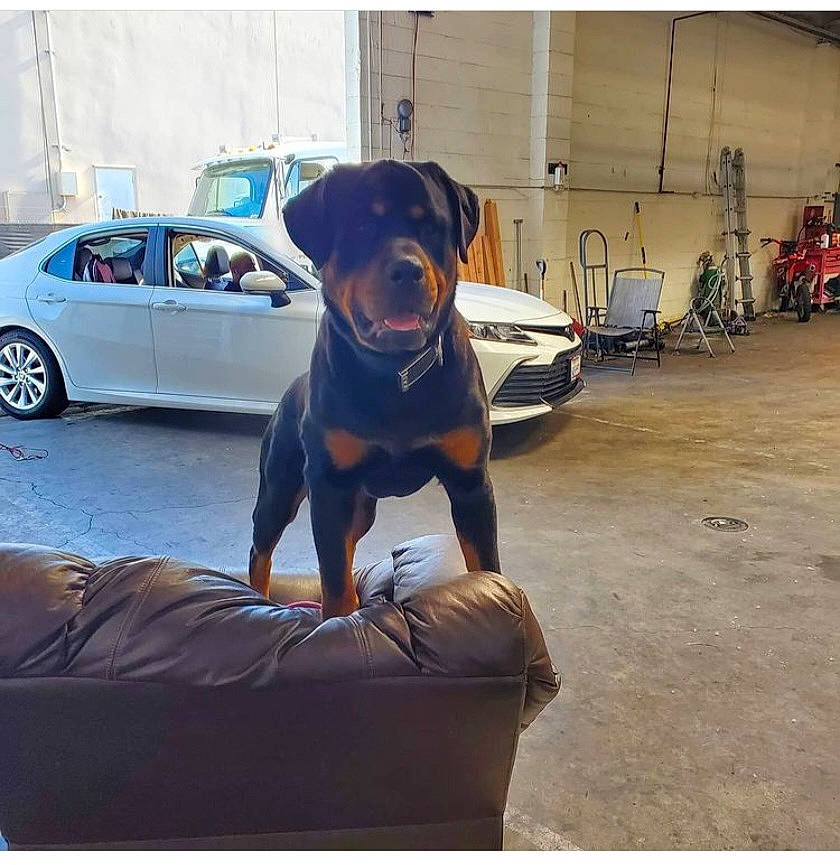 Rockstar joined the competition — help win amazing prizes! automotive_design, automotive_lighting, automotive_tire, bumper, car, carnivore, collar, companion_dog, dog, dog_breed, dog_collar, hood, motor_vehicle, snapshot, tire, vehicle, vehicle_door, wheel, window, working_animal