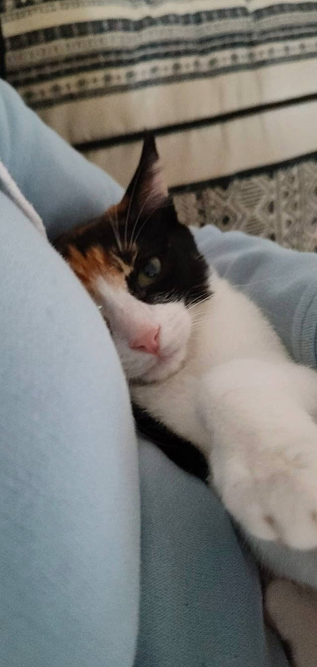 Savana participe au concours pour gagner de l'argent avec cette photo : carnivore, cat, comfort, domestic_short_haired_cat, felidae, fur, nap, paw, small_to_medium_sized_cats, snout, tail, whiskers