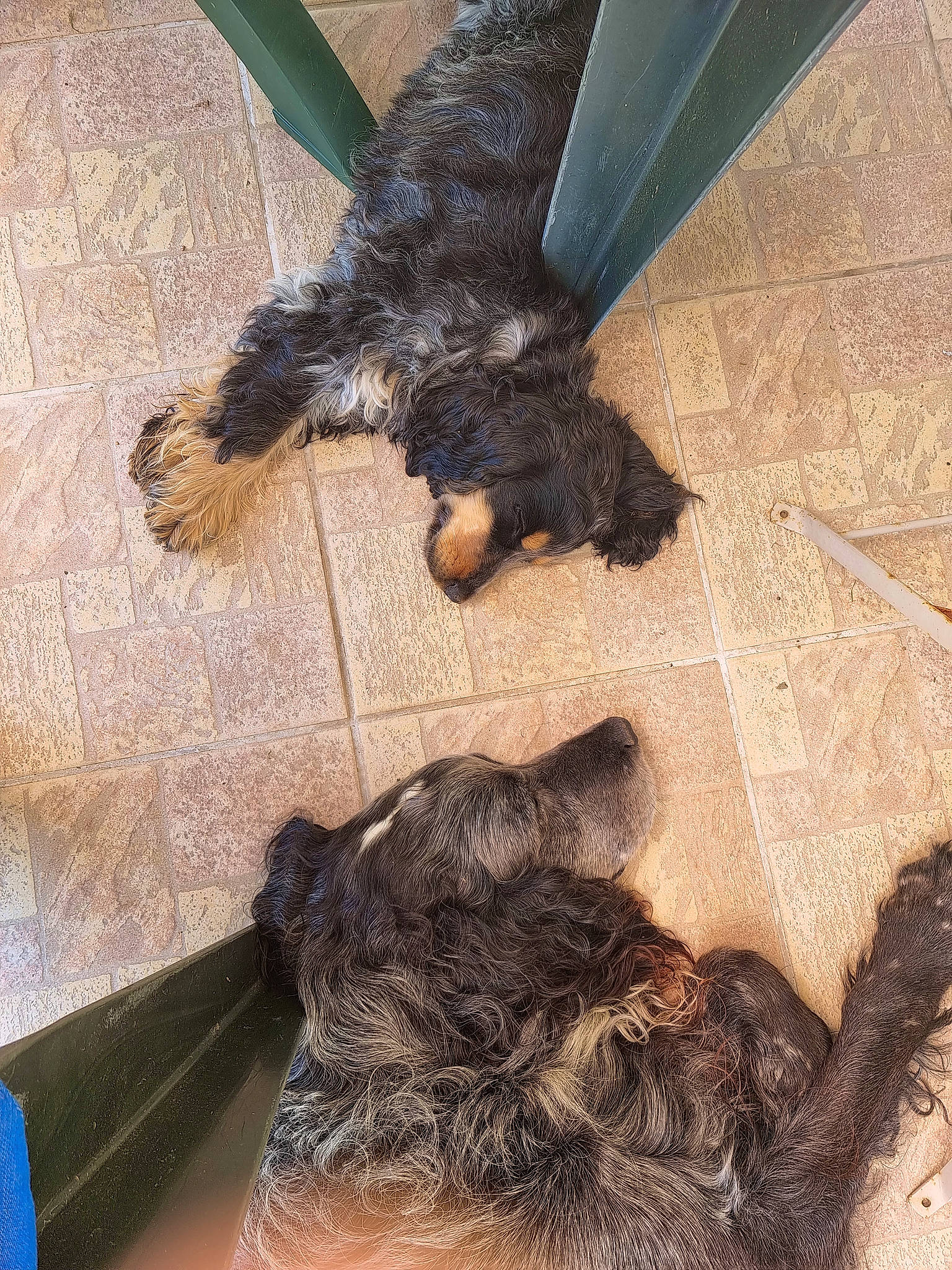 Sookie participe au concours pour gagner de l'argent avec cette photo : canidae, carnivore, claw, companion_dog, dog, dog_breed, fawn, flooring, foot, fur, liver, paw, small_terrier, snout, sporting_group, tail, terrier, toy_dog, vertebrate, working_animal