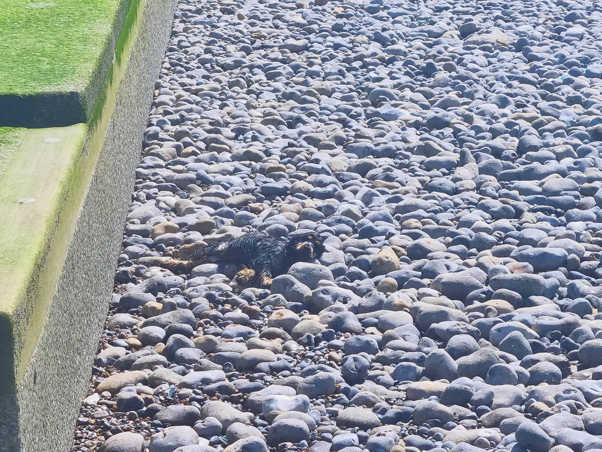 Sookie a rejoint le concours — aidez-le/la à gagner de superbes lots ! asphalt, bedrock, calm, cobblestone, concrete, flooring, gravel, groundcover, landscape, pattern, pebble, road_surface, rock, rubble, soil, tar