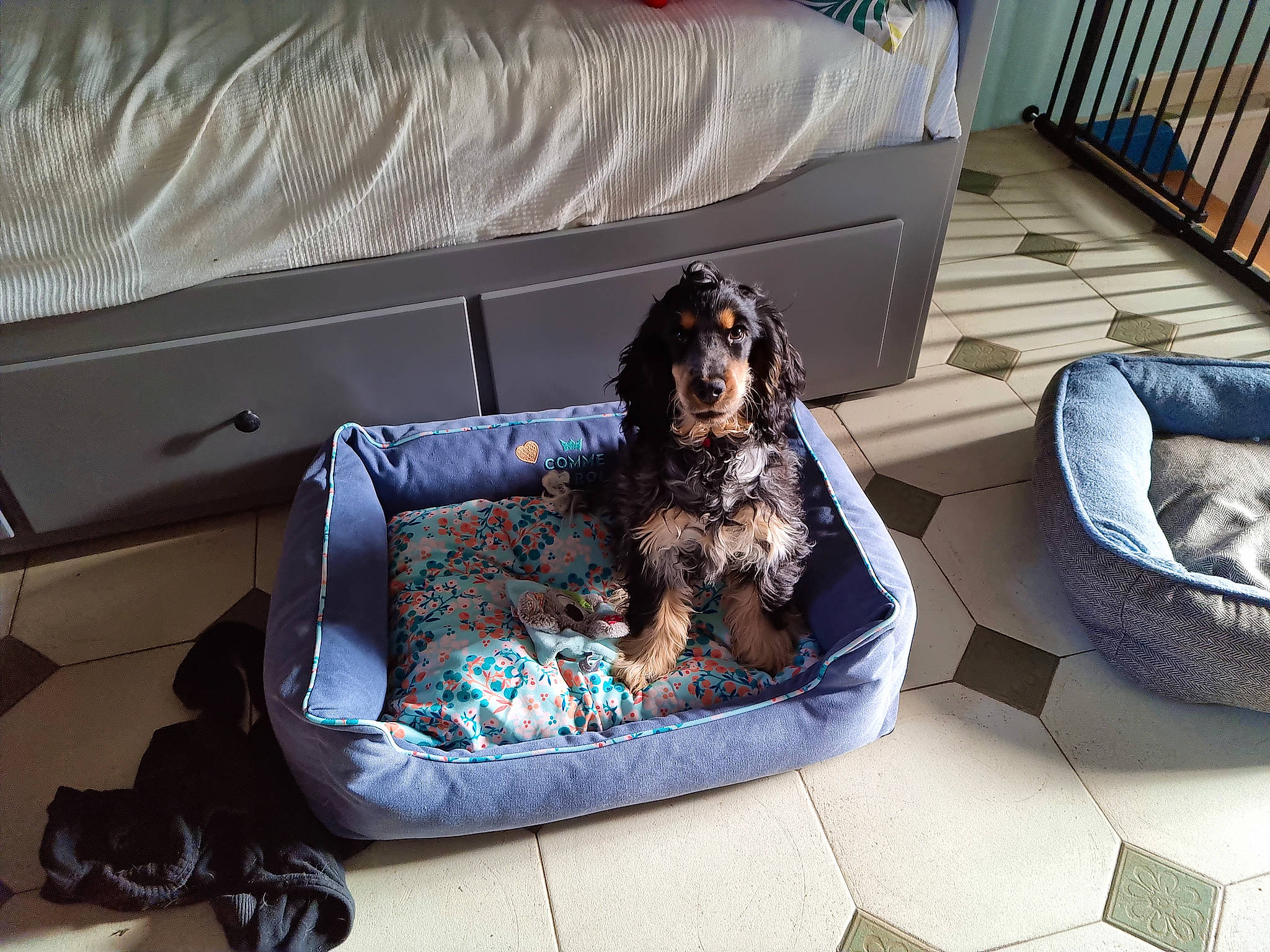 Sookie participe au concours pour gagner de l'argent avec cette photo : armrest, bag, canidae, carnivore, comfort, companion_dog, couch, dog, dog_bed, dog_breed, dog_supply, flooring, fur, guard_dog, leisure, living_room, luggage_and_bags, room, sporting_group, studio_couch