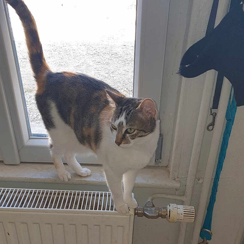 Pralinette