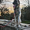 animal, background, bare_tree, canine, collar, concrete, dog, evening, fence, happy, leash, nature, outdoor, person_hand, pet, sitting, sky, sunset, tongue, tree
