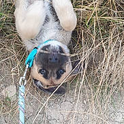 Ramsès a rejoint le concours — aidez-le/la à gagner de superbes lots ! puppy, dog, grass, dirt, leash, collar, animal, pet, outdoor, playful, cute, young, nature, lying_down, fur, ears, paws, canine, happy, relaxed
