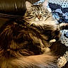 Tiramisu is registered to the contest to win money with this photo: animal, blanket, cat, couch, cozy, crocheted, cute, domestic, feline, fluffy, fur, green_eyes, indoor, leather, pet, portrait, relaxed, resting, tabby, whiskers
