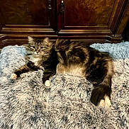 Tiramisu is registered to the contest to win money with this photo: animal, blanket, cat, cozy, cute, eyes, feline, fluffy, fur, indoor, laying_down, paw, pet, relaxed, resting, soft, tabby, tail, whiskers, wooden_cabinet