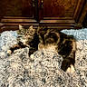 animal, blanket, cat, cozy, cute, eyes, feline, fluffy, fur, indoor, laying_down, paw, pet, relaxed, resting, soft, tabby, tail, whiskers, wooden_cabinet
