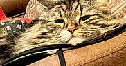 Tiramisu is registered to the contest to win money with this photo: animal, brown, cat, close_up, comfortable, couch, cozy, feline, fur, furniture, household, indoor, leather, pet, pillow, relaxed, resting, sleepy, tabby, whiskers
