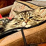 animal, brown, cat, close_up, comfortable, couch, cozy, feline, fur, furniture, household, indoor, leather, pet, pillow, relaxed, resting, sleepy, tabby, whiskers